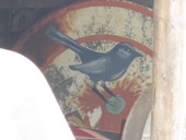 Denmark Historical Museum, Blue Wren