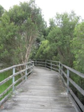 Denmark Boardwalk