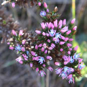 Wildflowers