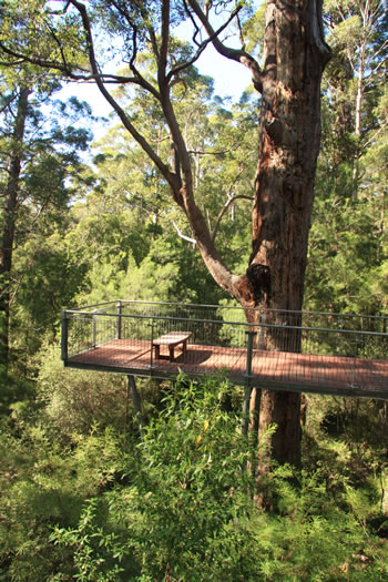 Valley of the Giants Treetop Walkway