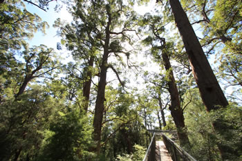 Bibbulmun Track through the Valley of the Giants